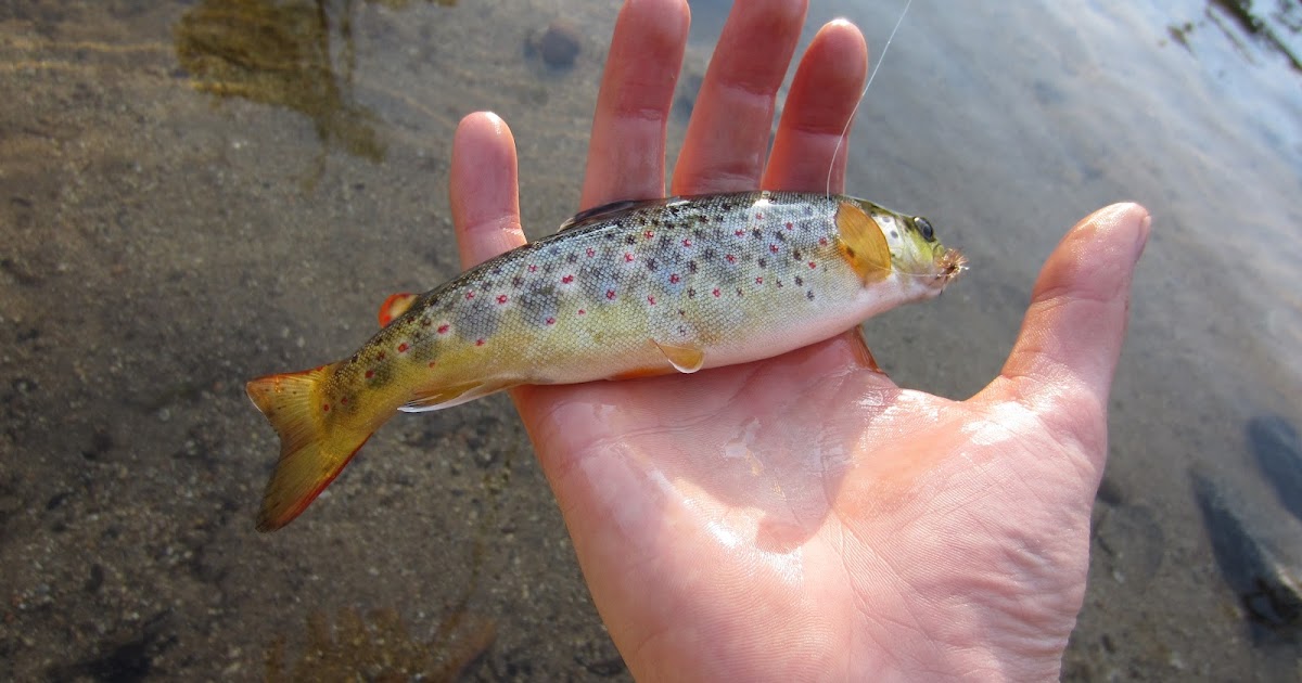 Keepers of the Trout